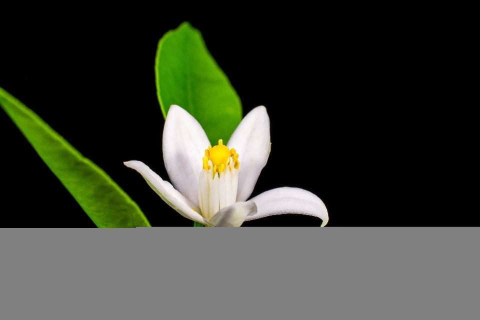 Usine blanc fleur pétale