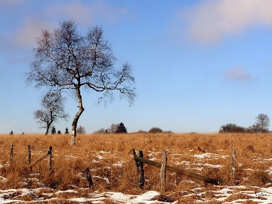 Landscape tree nature marsh Photo