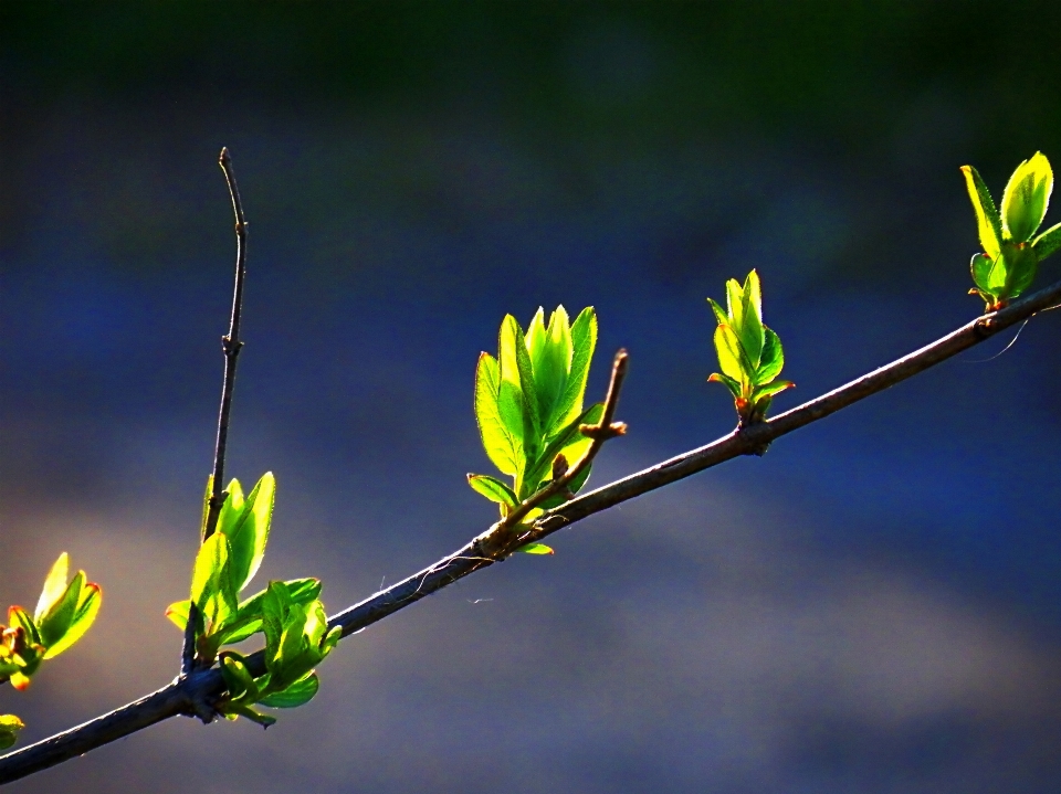 Landschaft baum natur gras