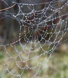 Foto Natura gocciolare rugiada piovere