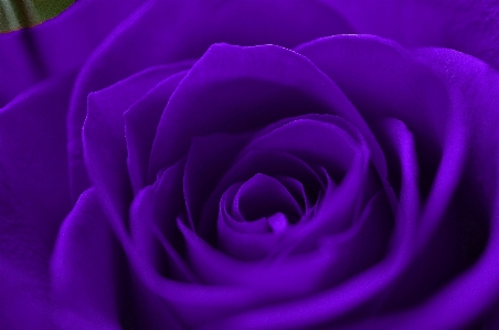 Plant flower purple petal Photo