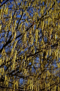 Tree nature swamp branch Photo