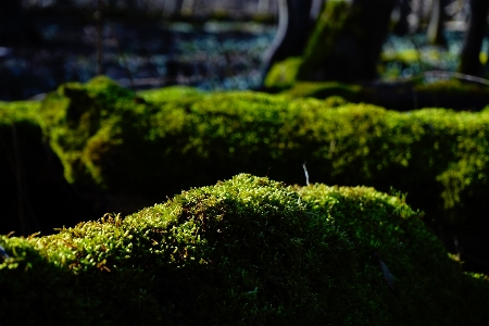 Tree nature forest grass Photo