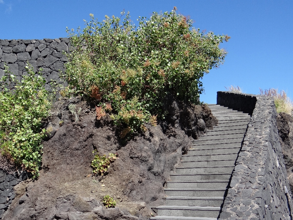 Arbre nature rock fleur