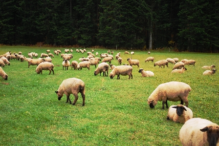 Grass field farm meadow Photo