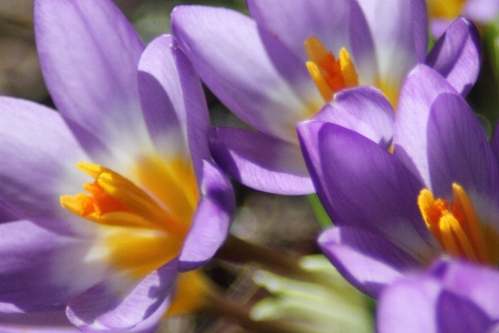 Blossom plant flower purple Photo