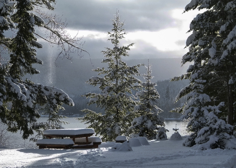 Landschaft baum natur wald