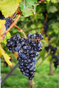 Plant grape vineyard wine Photo