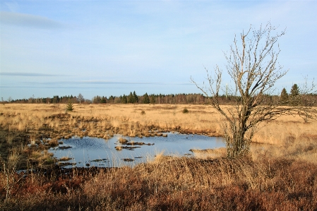 Landscape tree water nature Photo