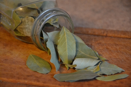 Plant leaf food green Photo