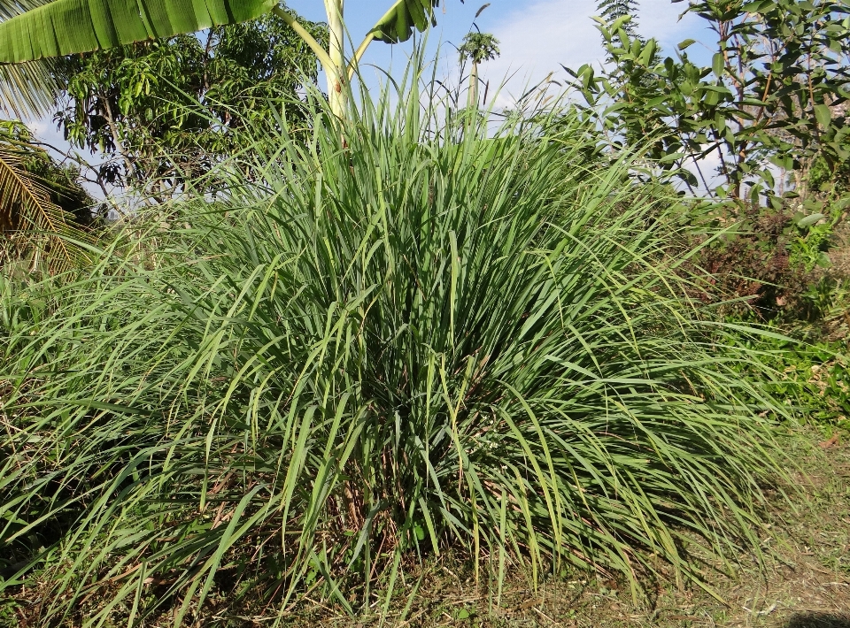 Pohon alam rumput pertumbuhan