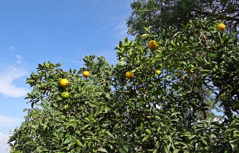 Tree plant fruit flower Photo