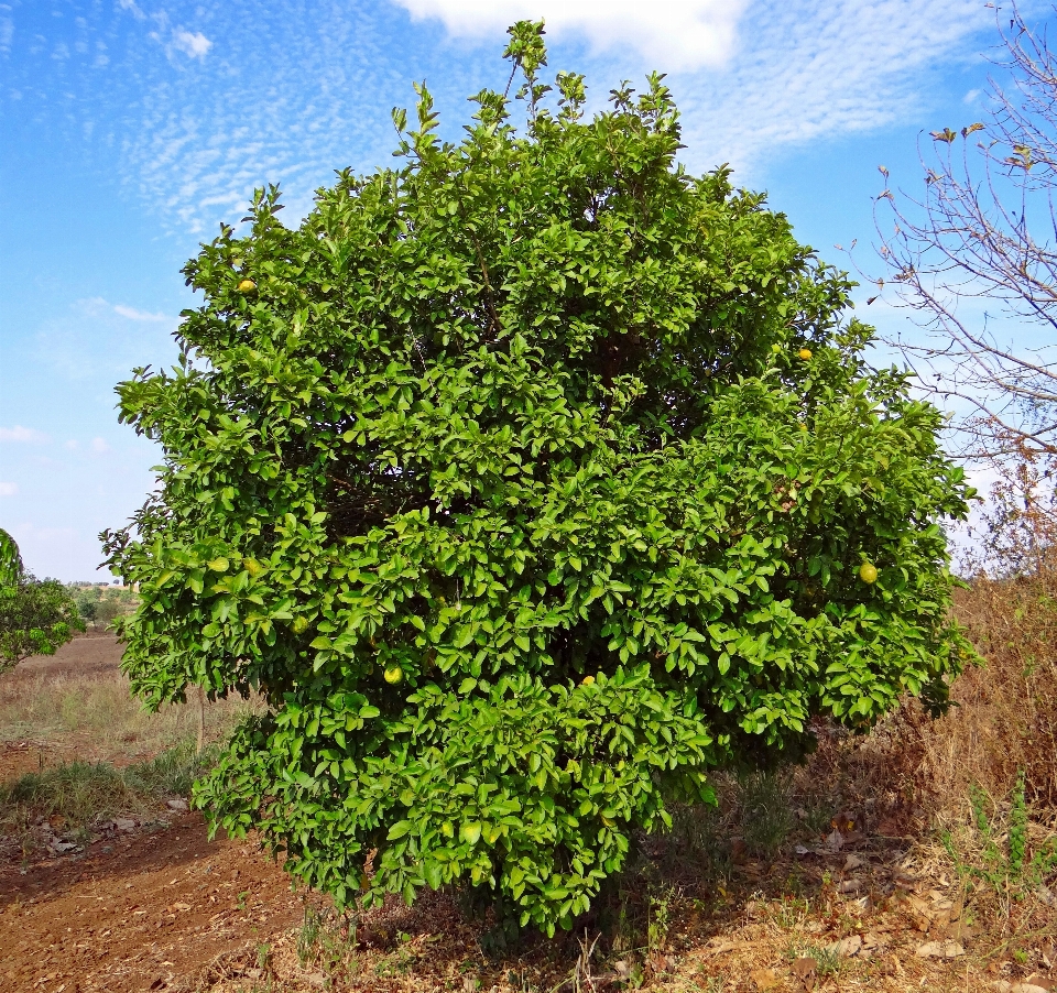 Baum anlage frucht blume