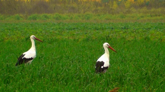 Foto Paesaggio natura erba uccello