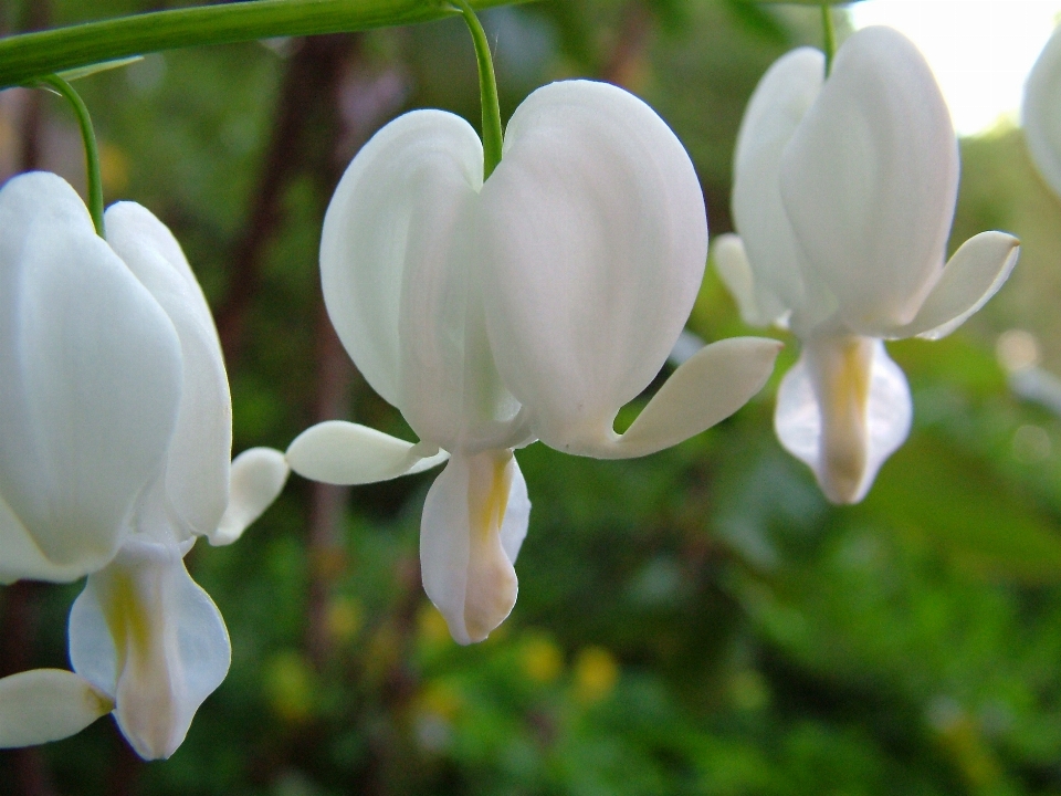 Natur blüte anlage weiss