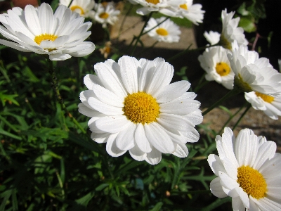 Blossom growth plant bunch Photo