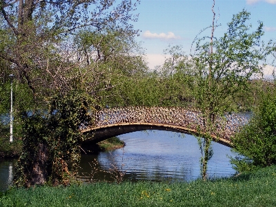 Landscape tree water nature Photo