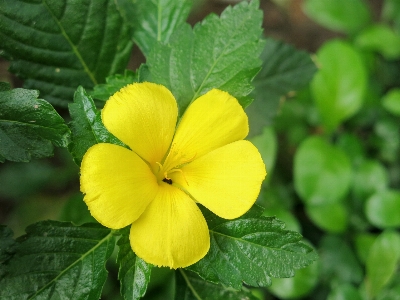 Outdoor blossom growth plant Photo