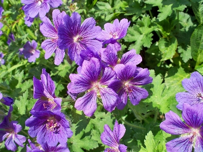 Plant flower purple garden Photo