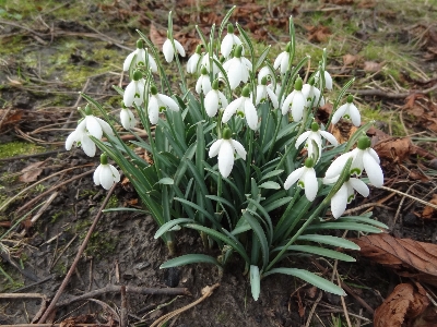 Foto All'aperto fiore crescita pianta