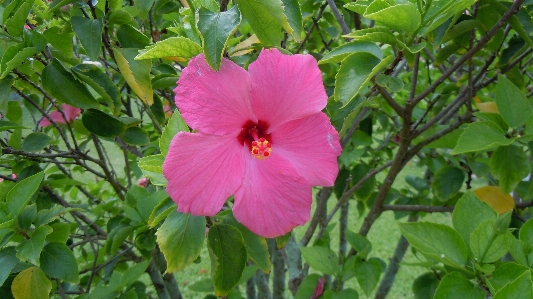 Blossom plant flower petal Photo