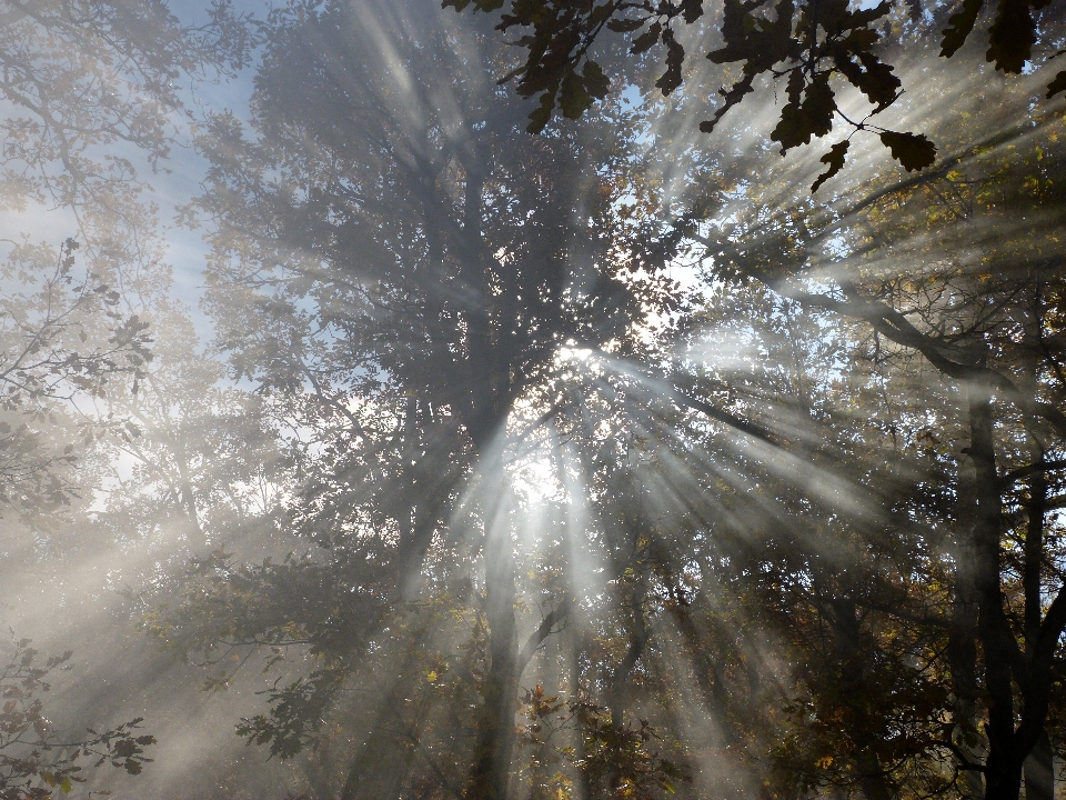 Albero acqua natura foresta