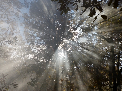 Tree water nature forest Photo