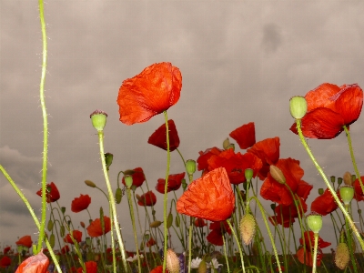 Landscape plant sky meadow Photo