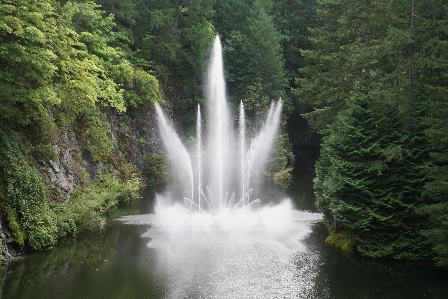 Foto Paesaggio acqua foresta cascata