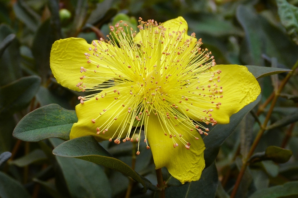 Naturaleza florecer planta hoja