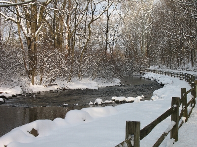 Water nature branch snow Photo