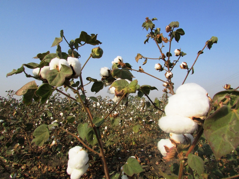 Bifurquer fleurir usine fruit