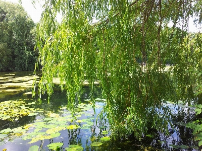 Baum wasser natur wald Foto