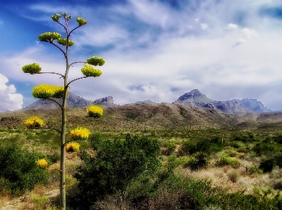 Landscape tree nature forest Photo