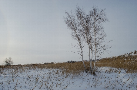 Landscape tree water nature Photo