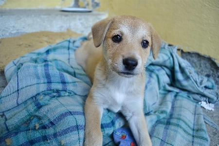 Foto Anak anjing peliharaan potret