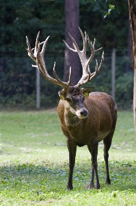 Wildlife wild deer horn Photo