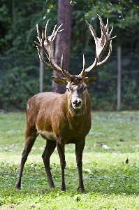 Wildlife wild deer horn Photo