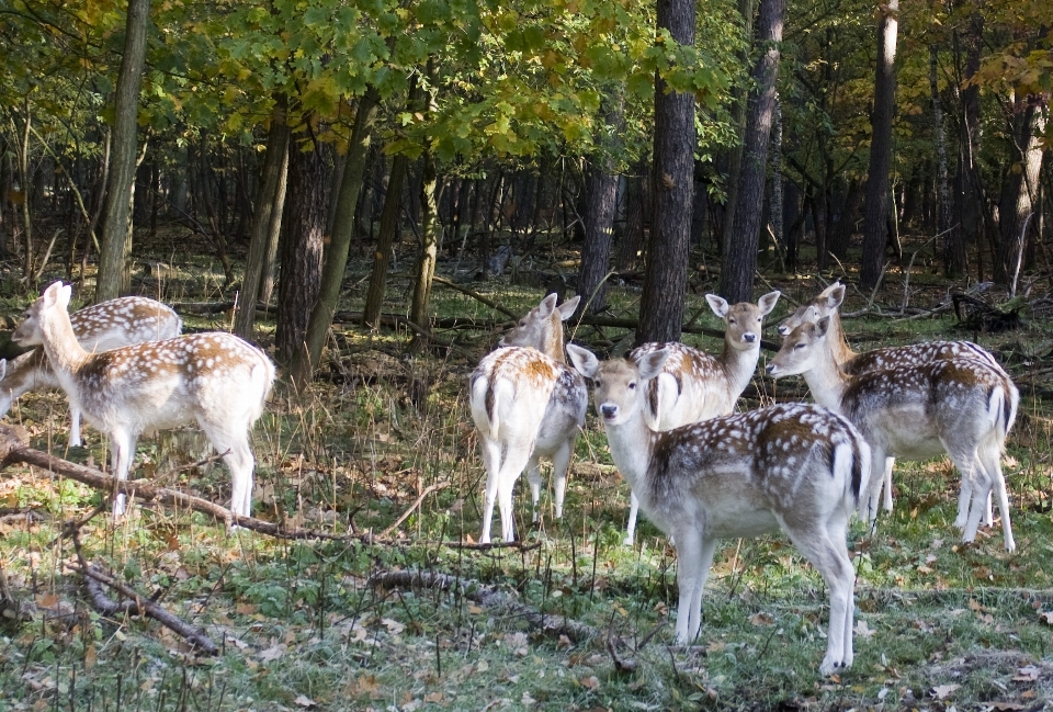 Animali selvatici cervo pelliccia gregge