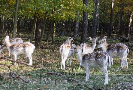 Wildlife deer fur herd Photo