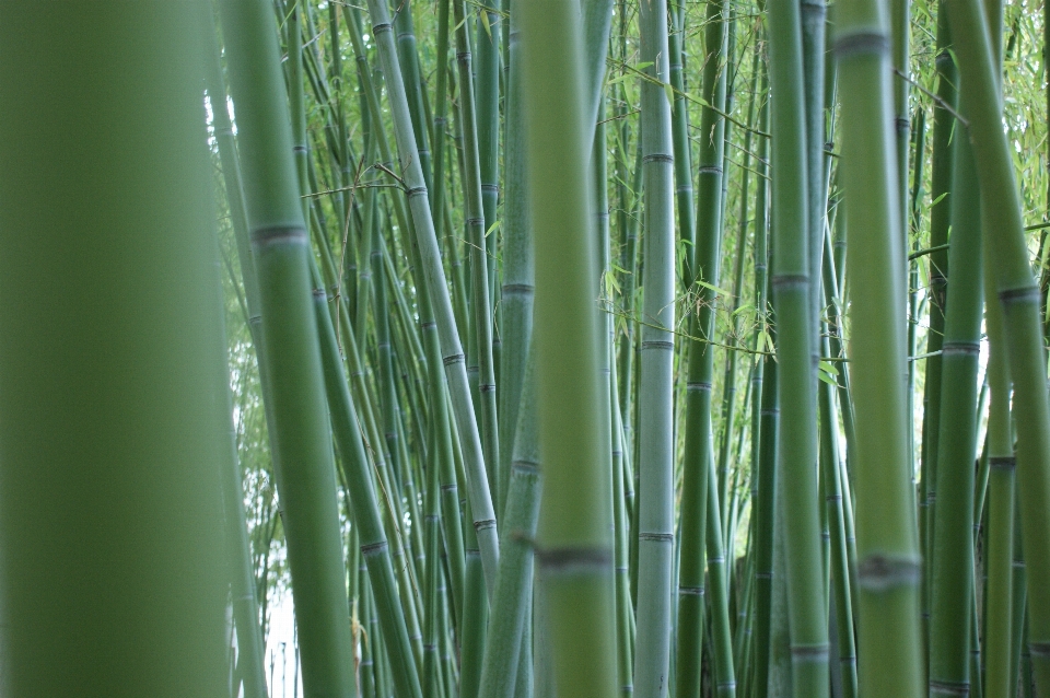 Baum gras zweig anlage