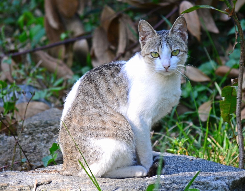 Natur gras tier tierwelt