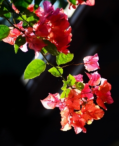 Nature branch blossom plant Photo