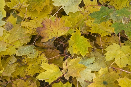 Foto Albero pianta foglia d'oro