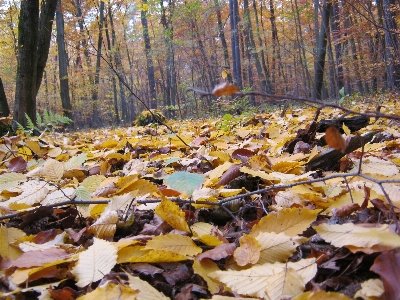 Tree forest wilderness branch Photo