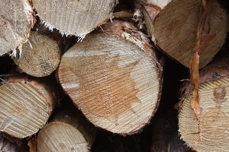 Foto Albero struttura pianta legna