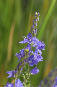 Plant meadow flower herb Photo