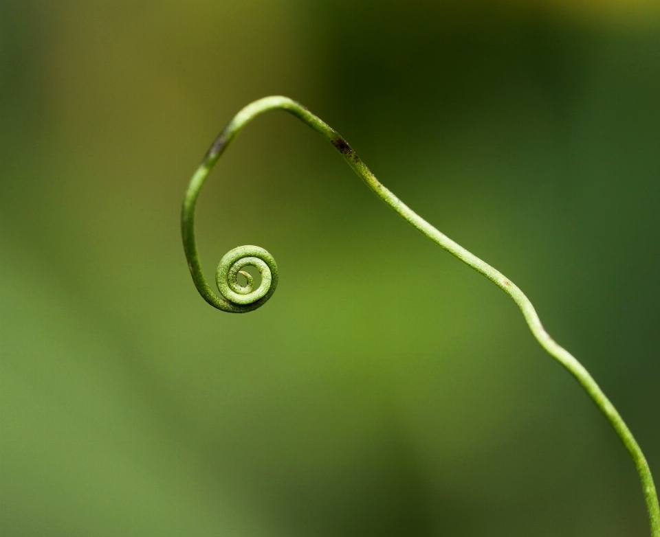 水 自然 森 草