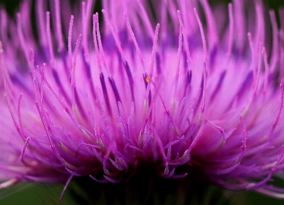 Nature blossom plant photography Photo