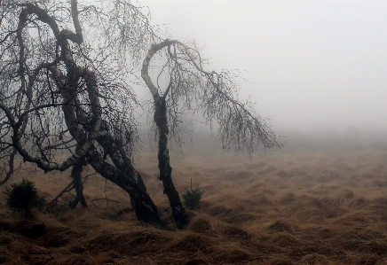 Landscape tree nature forest Photo